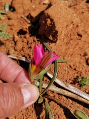 Romulea subfistulosa