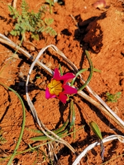 Romulea subfistulosa