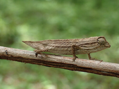 Zomba Beardless Pygmy Chameleon