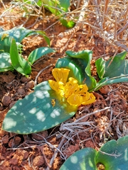 Daubenya aurea