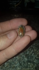 Rhabdotis semipunctata