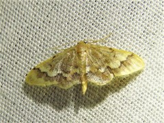 Idaea apoa