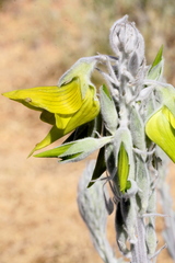 Crotalaria cunninghamii