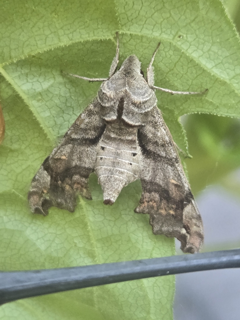 Lettered Sphinx from Erie, PA 16507, USA on June 10, 2025 at 11:30 AM ...