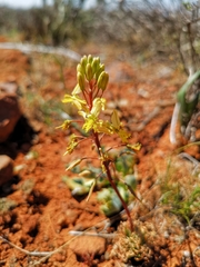 Bulbine torta