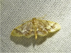 Idaea apoa