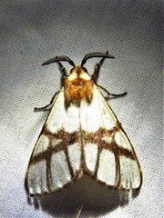 Anaphe panda
