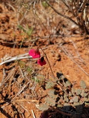 Hermannia coccocarpa