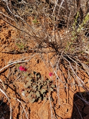 Hermannia coccocarpa