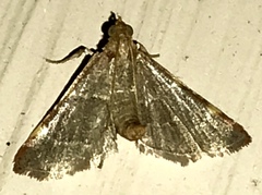 Hypsopygia binodulalis