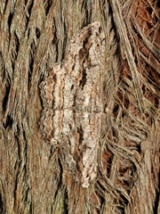 Scioglyptis chionomera