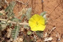 Tribulus hystrix