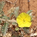 Tribulus hystrix - Photo (c) Pete Woodall, alguns direitos reservados (CC BY-NC), uploaded by Pete Woodall