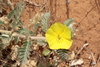 Tribulus hystrix - Photo (c) Pete Woodall, some rights reserved (CC BY-NC), uploaded by Pete Woodall