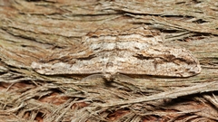 Scioglyptis chionomera