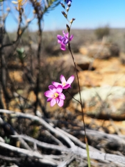 Ixia marginifolia