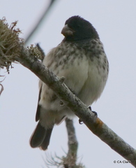 Platyspiza crassirostris