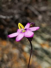 Ixia marginifolia