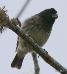 Platyspiza crassirostris
