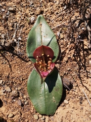 Colchicum coloratum