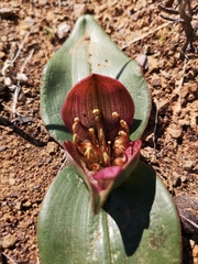 Colchicum coloratum