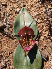 Colchicum coloratum