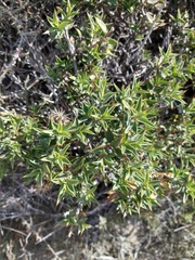 Chuquiraga avellanedae