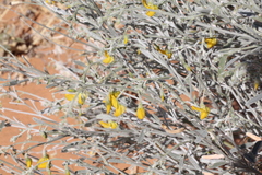 Crotalaria eremaea