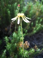 Bolandia pedunculosa