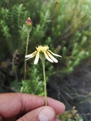 Bolandia pedunculosa