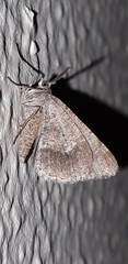 Isturgia spodiaria