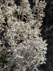 Atriplex lampa