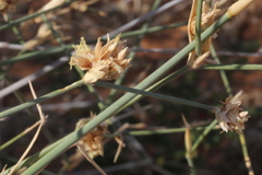Zygochloa paradoxa