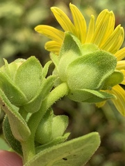 Silphium perplexum