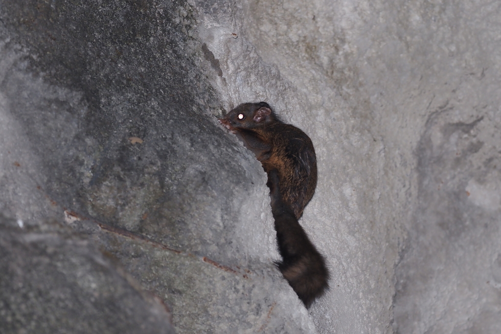 Complex-toothed Flying Squirrel