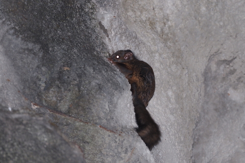 Complex-toothed Flying Squirrel
