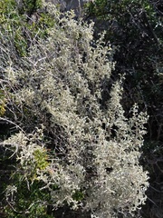 Atriplex lampa