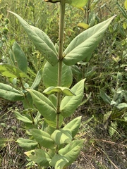 Silphium perplexum