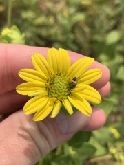 Silphium perplexum