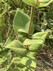 Silphium perplexum