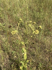 Silphium perplexum