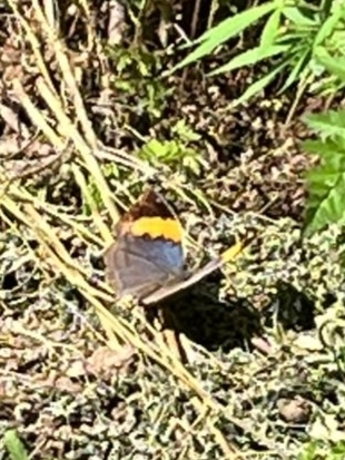 Orange Oakleaf