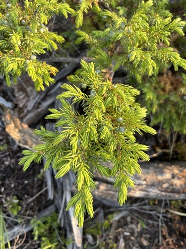 common juniper