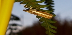 Agriphila latistria