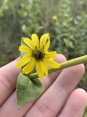 Silphium perplexum