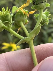 Silphium perplexum