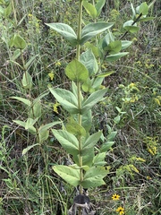 Silphium perplexum