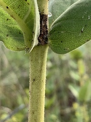 Silphium perplexum