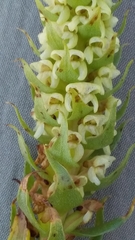 Satyrium bicallosum