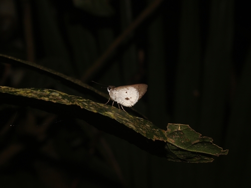 White Palm Bob